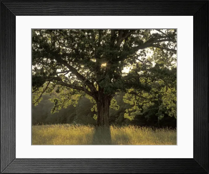 Framed Print : N. A. USA, Tennessee, Great Smoky Mountains National Park, Cades Cove Framed Print : N. A. USA, Tennessee, Great Smoky Mountains National Park, Cades Cove