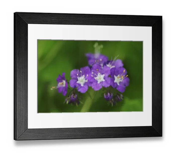 Framed Print : Purple Phacelia, Phacelia bipinnatifida Great Smoky Mountains National Park, TN / NC Framed Print : Purple Phacelia, Phacelia bipinnatifida Great Smoky Mountains National Park, TN / NC