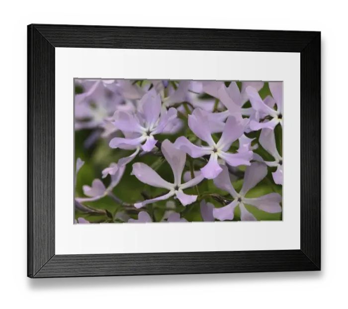 Framed Print : Wild Blue Phlox, Phlox divaricata, Great Smoky Mountains National Park, TN