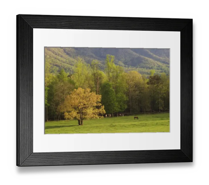 Framed Print : Horses grazing in meadow, Cades Cove, Great Smoky Mountains N. P. TN