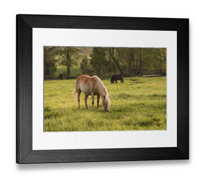 Framed Print : Horse grazing in meadow, Cades Cove, Great Smoky Mountains N. P. TN Framed Print : Horse grazing in meadow, Cades Cove, Great Smoky Mountains N. P. TN