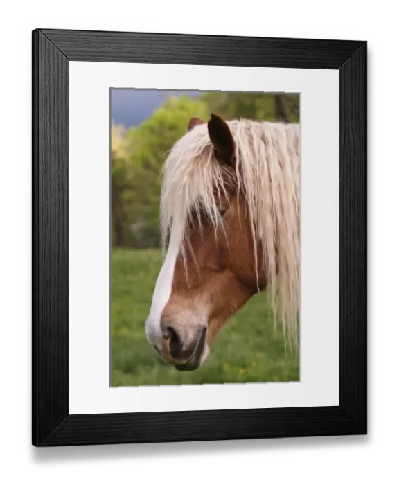 Framed Print : Portrait of Palomino horse, Cades Cove, Great Smoky Mountains N. P. TN Framed Print : Portrait of Palomino horse, Cades Cove, Great Smoky Mountains N. P. TN