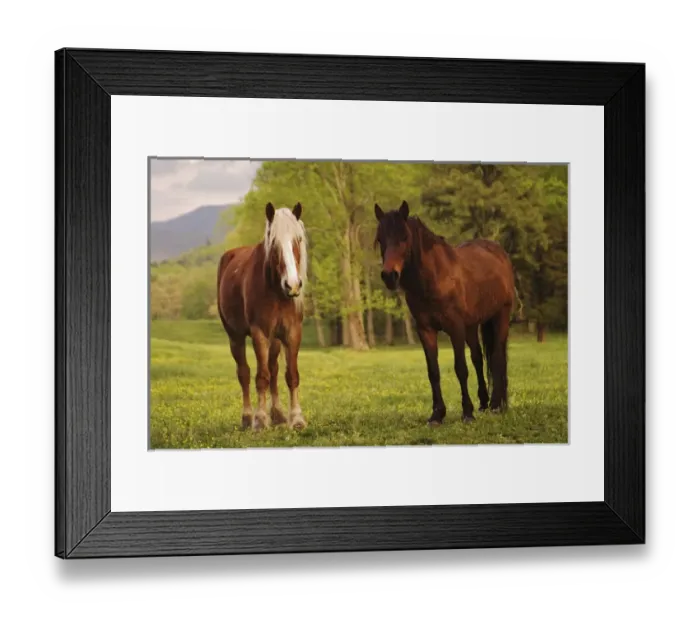 Framed Print : Pair of horses, Cades Cove, Great Smoky Mountains N. P. TN Pair of horses Framed Print : Pair of horses, Cades Cove, Great Smoky Mountains N. P. TN Pair of horses