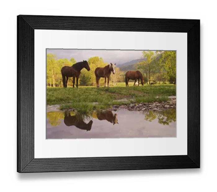 Framed Print : Horses reflected in small stream, Cades Cove, Great Smoky Mountains N. P. TN Framed Print : Horses reflected in small stream, Cades Cove, Great Smoky Mountains N. P. TN