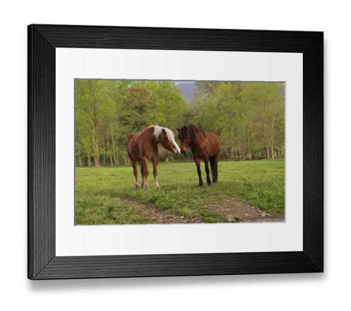 Framed Print : Pair of horses, Cades Cove, Great Smoky Mountains N. P. TN Pair of horses Framed Print : Pair of horses, Cades Cove, Great Smoky Mountains N. P. TN Pair of horses