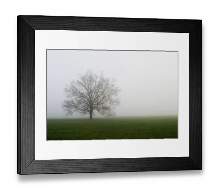 Framed Print : Tree in foggy meadow Cades Cove Great Smoky Mountains N. P. TN Tree in foggy Framed Print : Tree in foggy meadow Cades Cove Great Smoky Mountains N. P. TN Tree in foggy