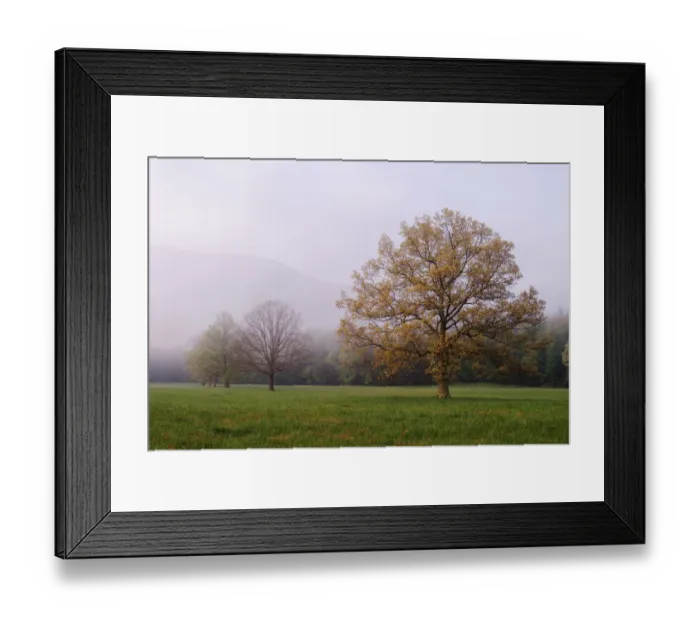 Framed Print : Trees in foggy meadow Cades Cove Great Smoky Mountains N. P. TN Framed Print : Trees in foggy meadow Cades Cove Great Smoky Mountains N. P. TN