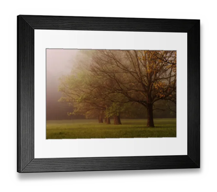 Framed Print : Trees in foggy meadow at sunrise Cades Cove Great Smoky Mountains N. P. TN Framed Print : Trees in foggy meadow at sunrise Cades Cove Great Smoky Mountains N. P. TN