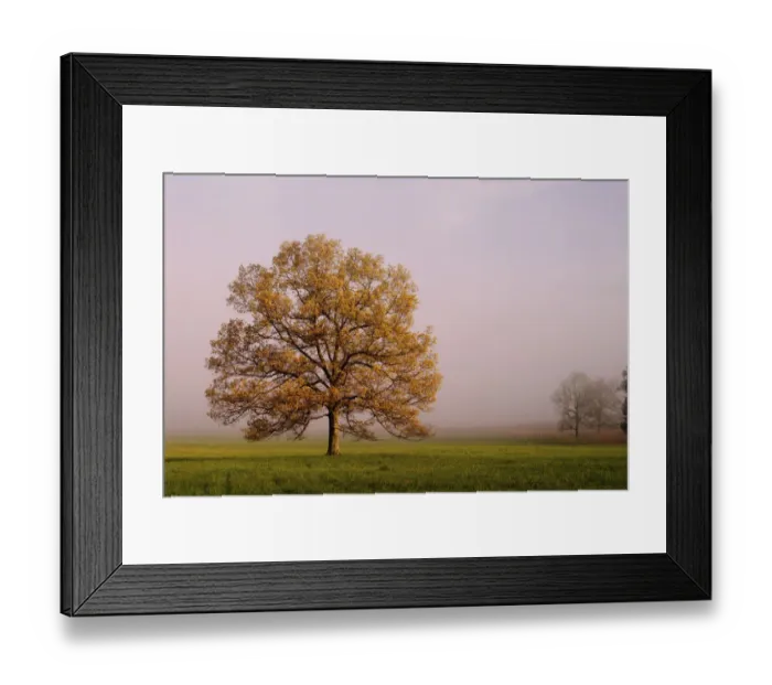 Framed Print : Tree in foggy meadow Cades Cove Great Smoky Mountains N. P. TN Tree in foggy Framed Print : Tree in foggy meadow Cades Cove Great Smoky Mountains N. P. TN Tree in foggy