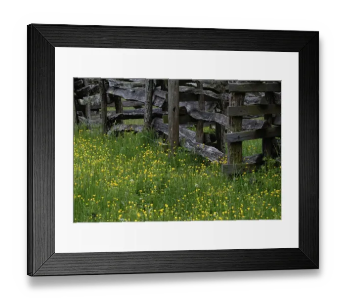 Framed Print : Rail fence and buttercup flowers Pioneer Homestead at Oconoluftee Visitor Center Framed Print : Rail fence and buttercup flowers Pioneer Homestead at Oconoluftee Visitor Center