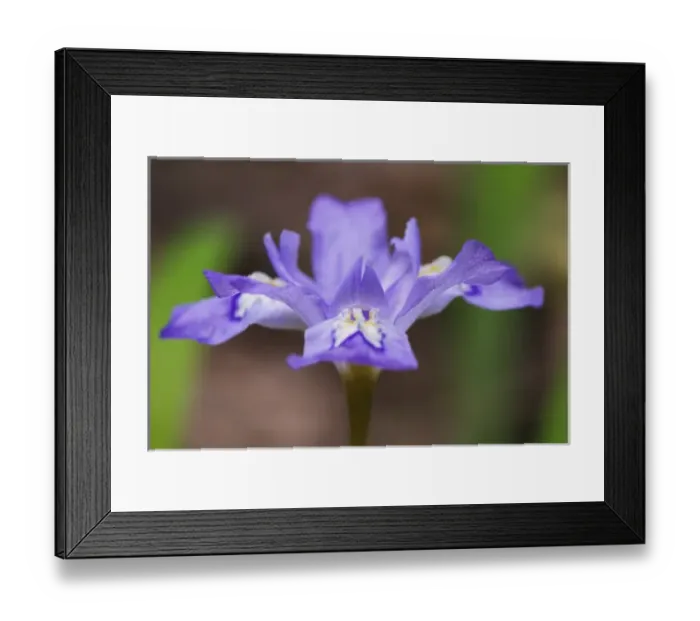 Framed Print : Crested Dwarf Iris (Iris cristata) Great Smoky Mountains N. P. TN Framed Print : Crested Dwarf Iris (Iris cristata) Great Smoky Mountains N. P. TN