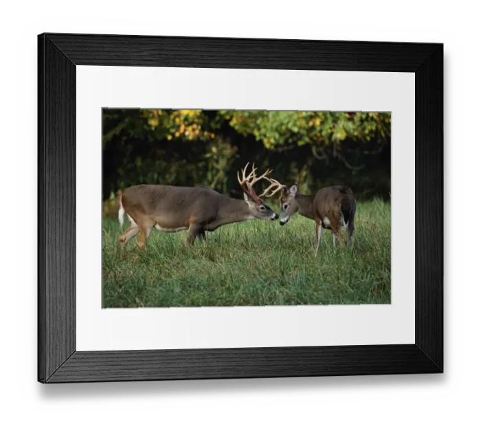 Framed Print : Male White-tailed Deer sizing each other up, Odocoileus virginianus, Cades Cove Framed Print : Male White-tailed Deer sizing each other up, Odocoileus virginianus, Cades Cove