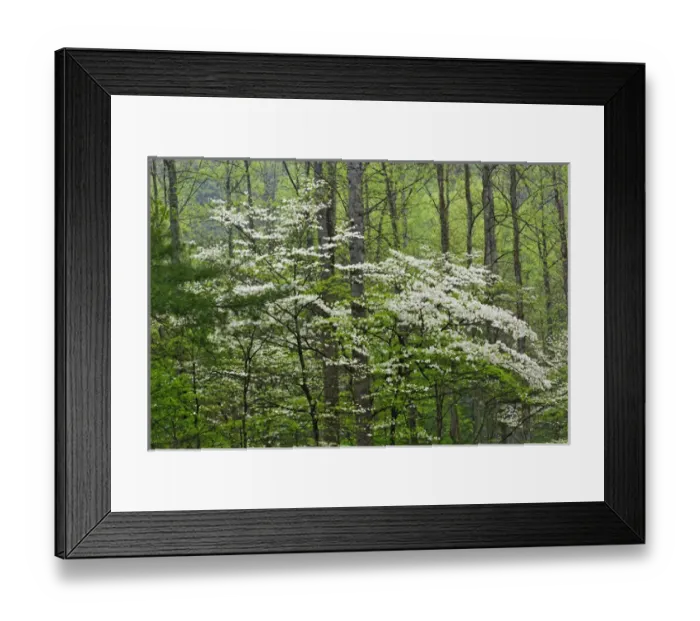 Framed Print : Flowering Dogwood Trees in forest, Great Smoky Mountains National Park, Tennessee Framed Print : Flowering Dogwood Trees in forest, Great Smoky Mountains National Park, Tennessee