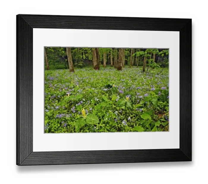Framed Print : Meadow of Blue Phlox (Phlox divaricata) and Yellow Trillium (Trillium luteum)
