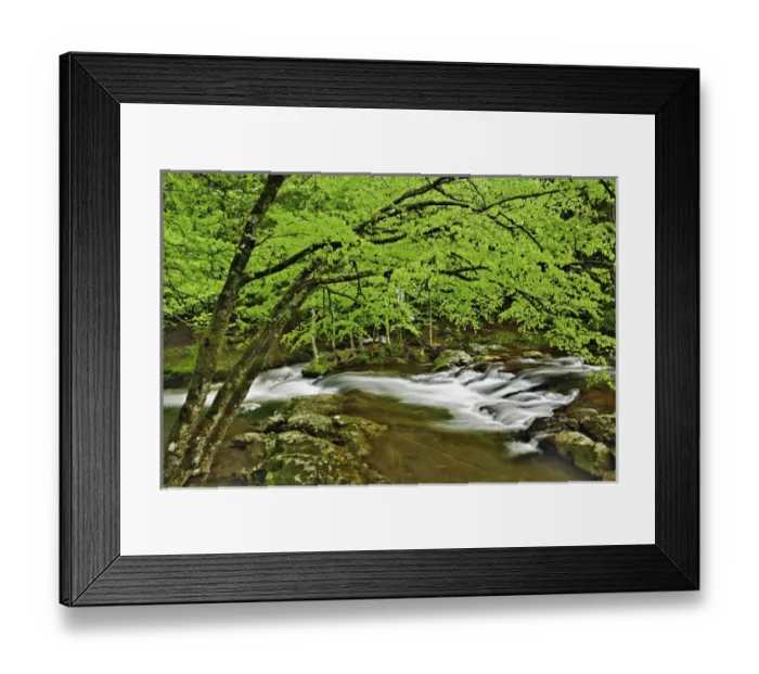 Framed Print : Cascade in the Middle Prong of the Little Pigeon River, Great Smoky Mountains National Park Framed Print : Cascade in the Middle Prong of the Little Pigeon River, Great Smoky Mountains National Park