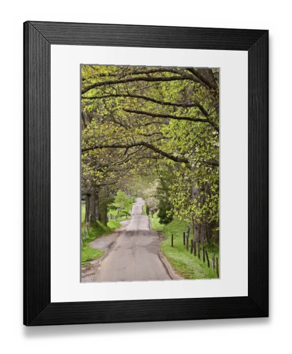 Framed Print : Sparks Lane in early spring, Cades Cove, Great Smoky Mountains National Park, Tennessee Framed Print : Sparks Lane in early spring, Cades Cove, Great Smoky Mountains National Park, Tennessee