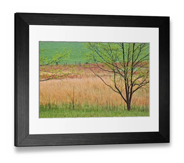 Framed Print : Grass and spring foliage, Great Smoky Mountains National Park, Tennessee Framed Print : Grass and spring foliage, Great Smoky Mountains National Park, Tennessee