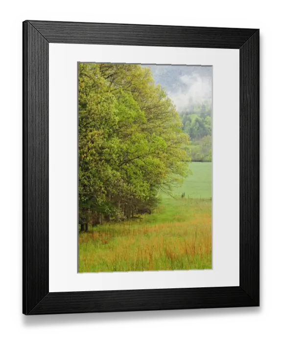 Framed Print : New spring tree foliage, Cades Cove, Great Smoky Mountains National Park, Tennessee Framed Print : New spring tree foliage, Cades Cove, Great Smoky Mountains National Park, Tennessee