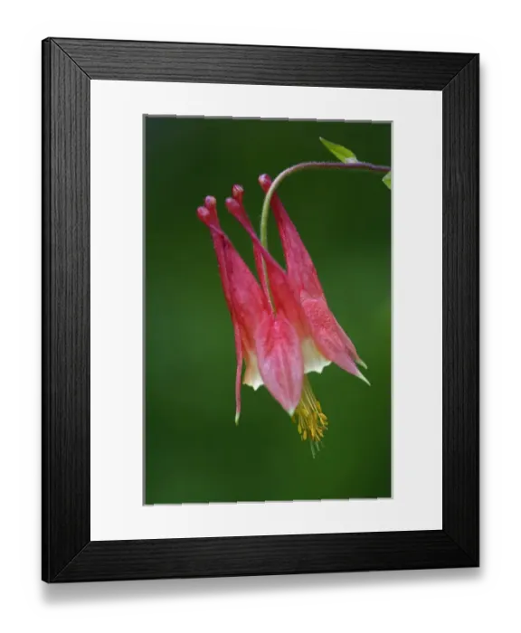 Framed Print : Single Columbine Flower, Aquilegia canadensis, Great Smoky Mountains National Park Framed Print : Single Columbine Flower, Aquilegia canadensis, Great Smoky Mountains National Park