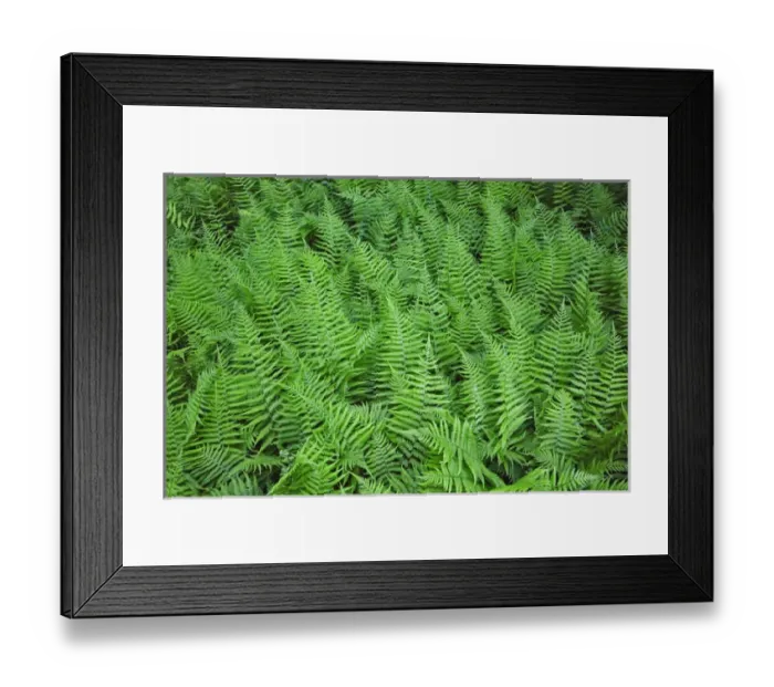 Framed Print : Spinulose Woodferns, Dryopteris carthusiana, Cades Cove, Great Smoky Mountains National Park