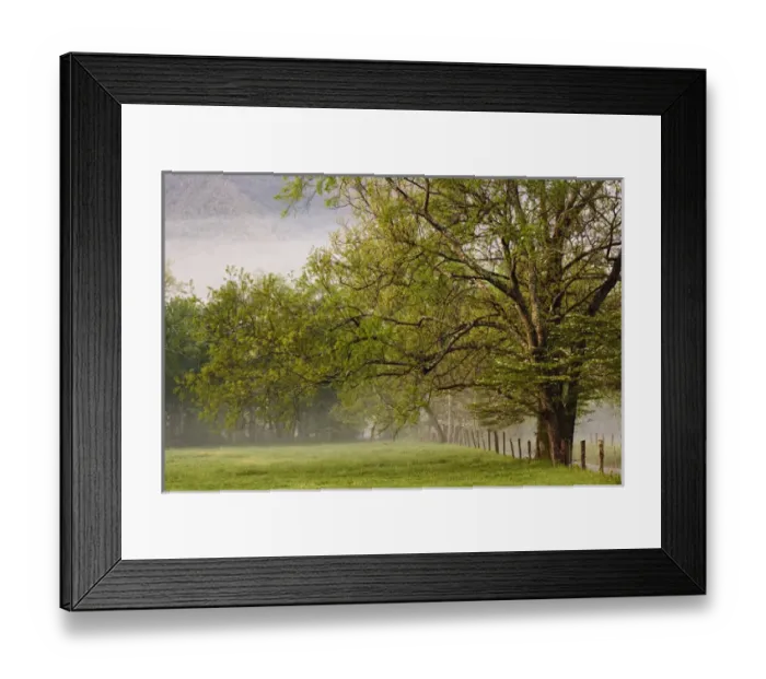 Framed Print : Trees along fence at sunrise, Cades Cove, Great Smoky Mountains National Park, TN Framed Print : Trees along fence at sunrise, Cades Cove, Great Smoky Mountains National Park, TN