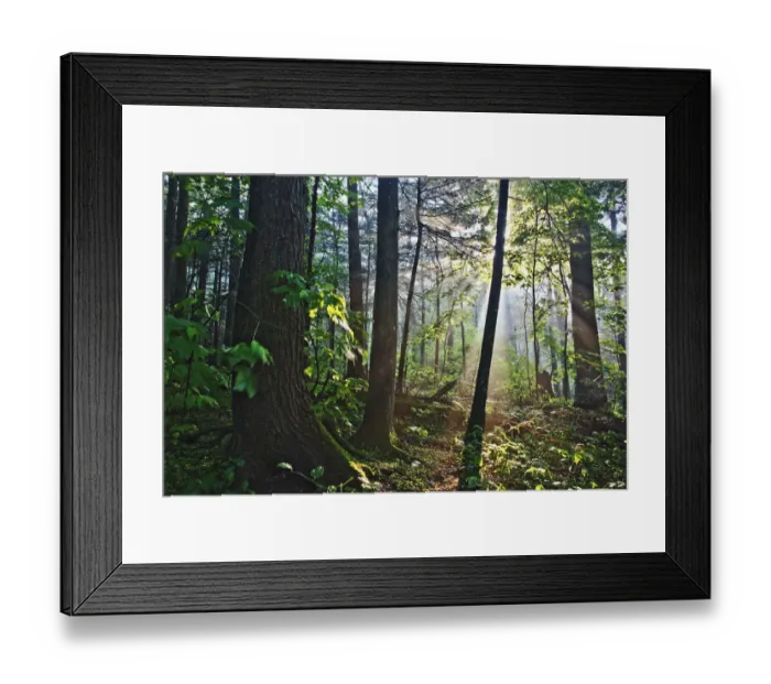 Framed Print : Sunlight filterning throuh forest canopy, Great Smoky Mountains National Park, Tennessee