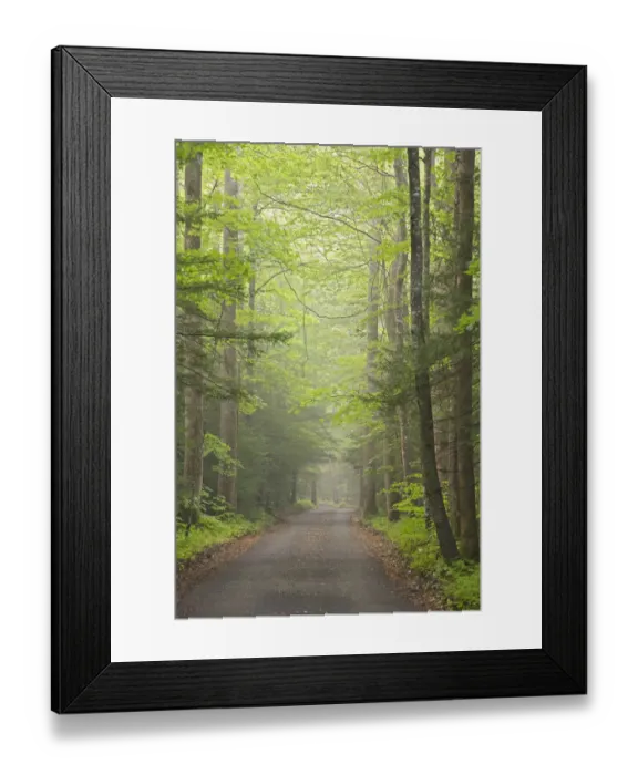 Framed Print : Roaring Fork Motor Nature Trail, Great Smoky Mountains National Park, Tennessee Framed Print : Roaring Fork Motor Nature Trail, Great Smoky Mountains National Park, Tennessee