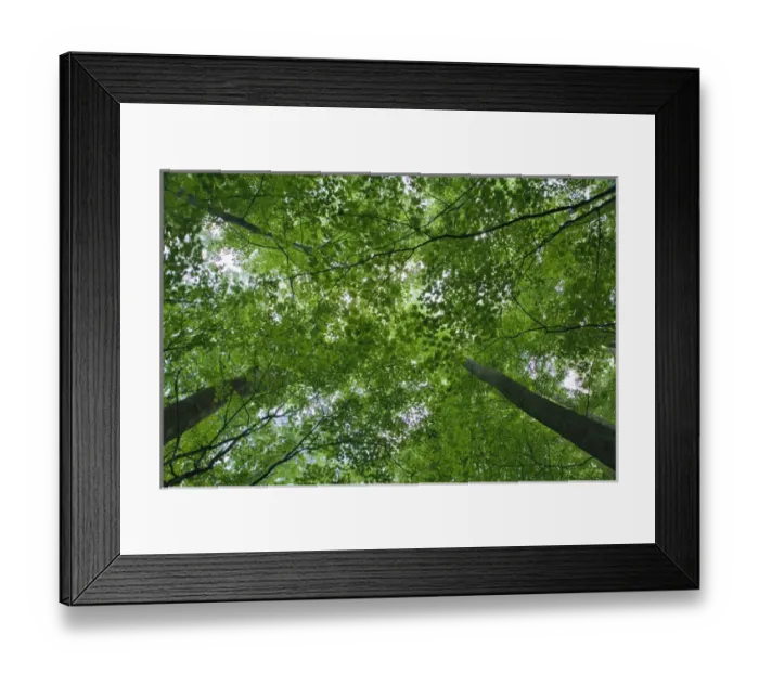 Framed Print : Skyward view of forest canopy, Great Smoky Mountains Natioanl Park, Tennessee Framed Print : Skyward view of forest canopy, Great Smoky Mountains Natioanl Park, Tennessee