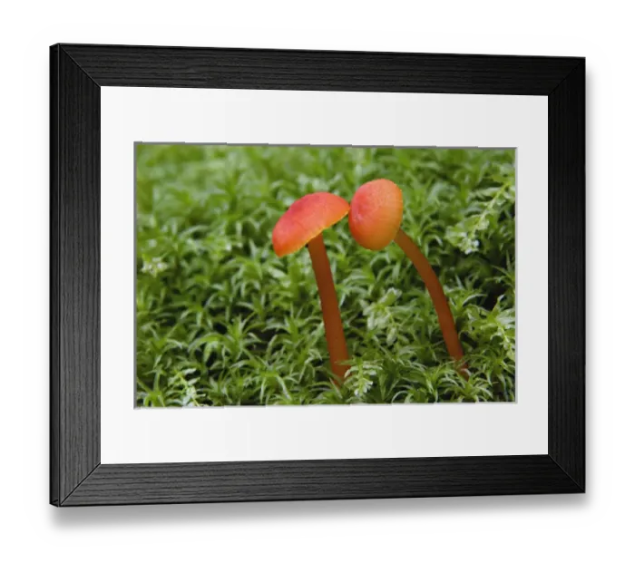 Framed Print : Mushroom close-up, Great Smoky Mountains National Park, Tennessee