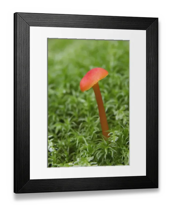 Framed Print : Mushroom close-up, Great Smoky Mountains National Park, Tennessee