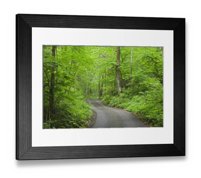 Framed Print : Roaring Fork Motor Nature Trail, Great Smoky Mountains National Park, Tennessee Framed Print : Roaring Fork Motor Nature Trail, Great Smoky Mountains National Park, Tennessee