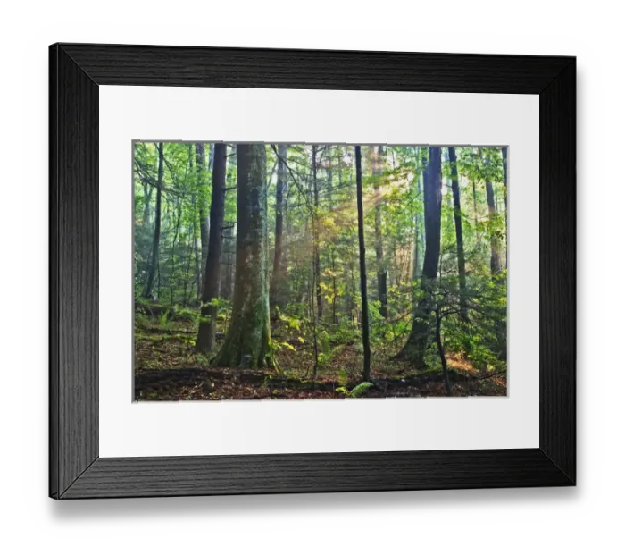 Framed Print : Sunlight filterning throuh forest canopy, Great Smoky Mountains National Park, Tennessee Framed Print : Sunlight filterning throuh forest canopy, Great Smoky Mountains National Park, Tennessee
