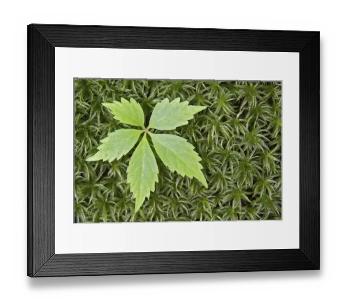 Framed Print : Virginia creeper foliage, Great Smoky Mountains National Park, Tennessee Framed Print : Virginia creeper foliage, Great Smoky Mountains National Park, Tennessee