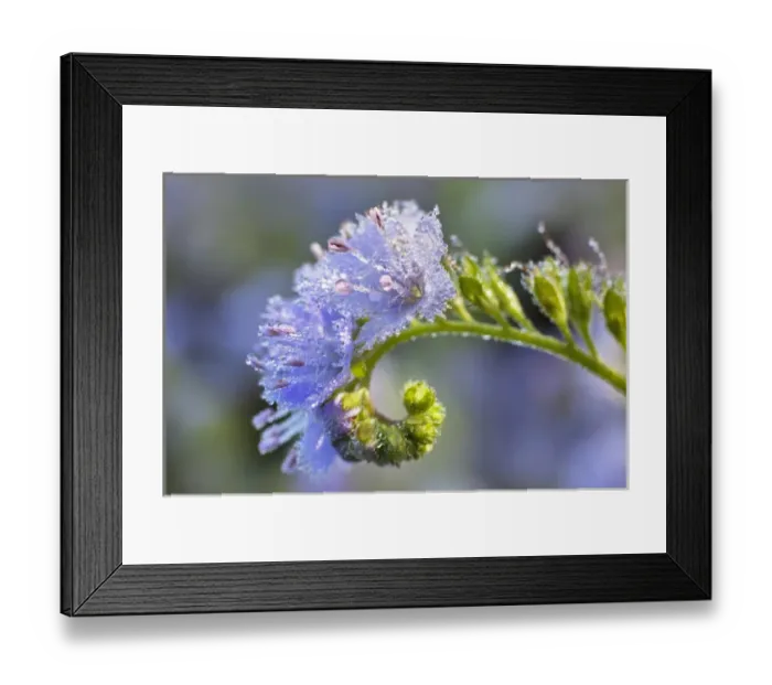 Framed Print : Dew covered Fringed Phacelia flowers, Cades Cove, Great Smoky Mountains National Park Framed Print : Dew covered Fringed Phacelia flowers, Cades Cove, Great Smoky Mountains National Park