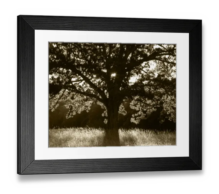 Framed Print : USA, Tennessee, Cades Cove, Great Smoky Mountains National Park, White oak tree backlit