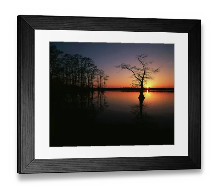 Framed Print : USA, Tennessee, Reelfoot National Wildlife Refuge, Silhouetted Bald Cypress trees Framed Print : USA, Tennessee, Reelfoot National Wildlife Refuge, Silhouetted Bald Cypress trees