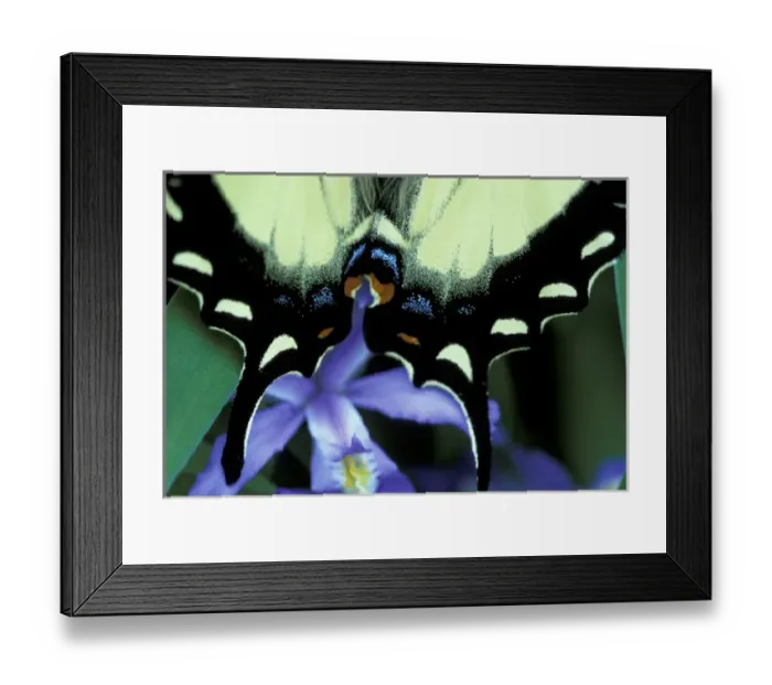 Framed Print : NA, USA, Tennessee, Great Smoky Mountains NP Eastern swallowtail butterfly