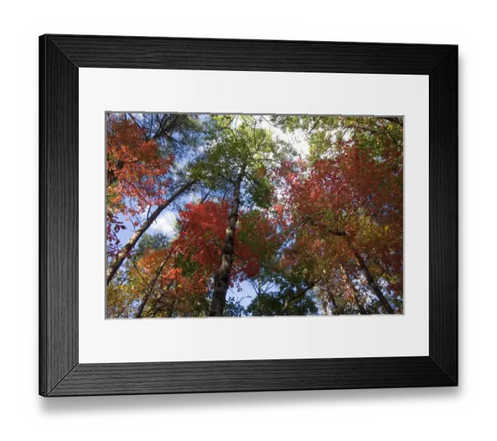 Framed Print : USA - Tennessee. Fall foliage near Fall Creek Falls State Park Framed Print : USA - Tennessee. Fall foliage near Fall Creek Falls State Park