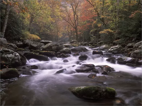 Tennessee, Great smoky Mt NP, Stream in fall at Tremont