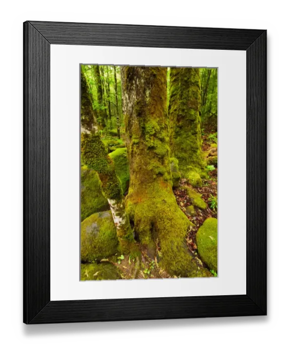 Framed Print : USA; Tennessee; Great Smoky Mountain NP; Moss covered trees trunks in spring Framed Print : USA; Tennessee; Great Smoky Mountain NP; Moss covered trees trunks in spring