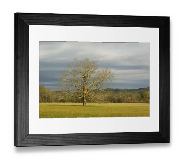 Framed Print : USA; Smoky Mountains NP; Lone tree in a field at Cades Cove
