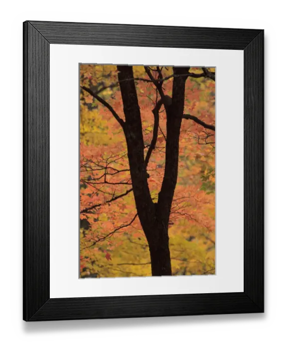 Framed Print : North America, USA, Tennessee. Fall foliage in the Great Smoky Mountains Nation Park Framed Print : North America, USA, Tennessee. Fall foliage in the Great Smoky Mountains Nation Park