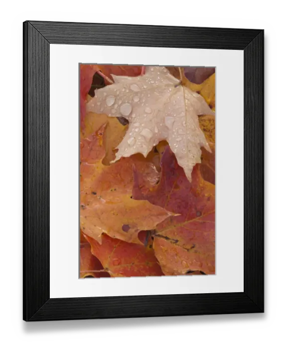 Framed Print : North America, USA, Tennessee. Fall leaves with dew Framed Print : North America, USA, Tennessee. Fall leaves with dew