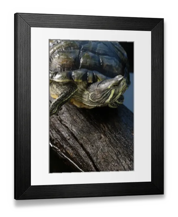 Framed Print : Cumberland Slider Trachemys scripta troostii Native to Cumberland and Tennessee Framed Print : Cumberland Slider Trachemys scripta troostii Native to Cumberland and Tennessee