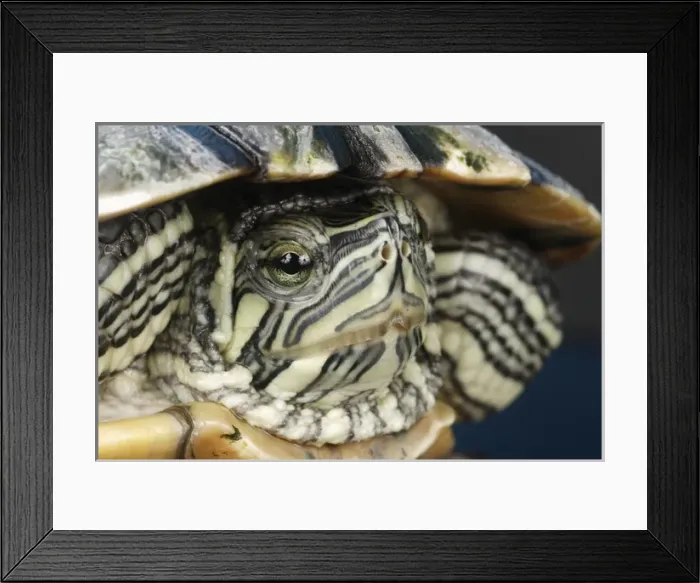 Framed Print : Cumberland Slider closeup Trachemys scripta troostii Native to Cumberland Framed Print : Cumberland Slider closeup Trachemys scripta troostii Native to Cumberland