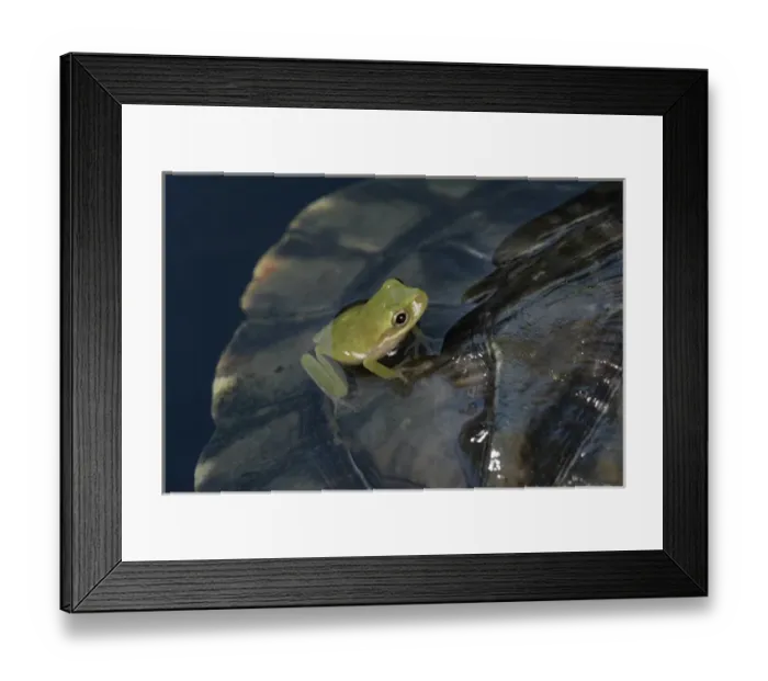 Framed Print : Green treefrog on Cumberland Slider shell Hyla cinera / Trachemys scripta troostii Framed Print : Green treefrog on Cumberland Slider shell Hyla cinera / Trachemys scripta troostii