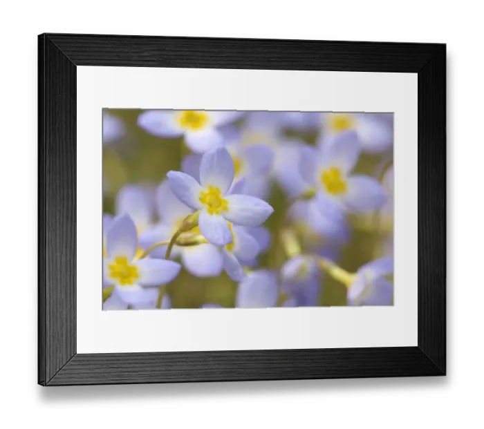 Framed Print : Bluets (Houstonia caerulea) Bedstraw Family (Rubiaceae) along Alum Cave Trail, Great Framed Print : Bluets (Houstonia caerulea) Bedstraw Family (Rubiaceae) along Alum Cave Trail, Great