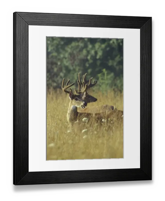 Framed Print : N. A. USA, Tennesee, Great Smoky Mountains NP, Cades Cove White-tailed bucks
