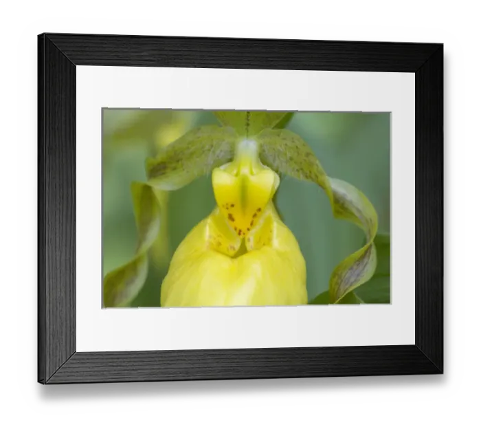 Framed Print : Yellow Ladyslipper (Cypripedium calceolus) Orchid family (Orchidaceae) along a wooded path