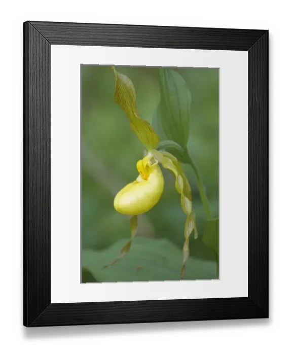 Framed Print : Yellow Ladyslipper (Cypripedium calceolus) Orchid family (Orchidaceae) along a wooded path Framed Print : Yellow Ladyslipper (Cypripedium calceolus) Orchid family (Orchidaceae) along a wooded path